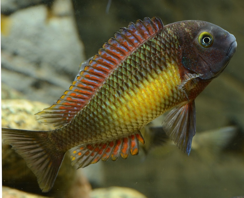 Tropheus moorii 'Kasanga'